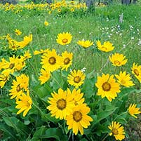 flores.jpg